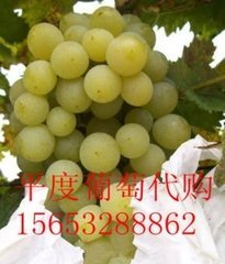 山东平度泽山一号葡萄批发