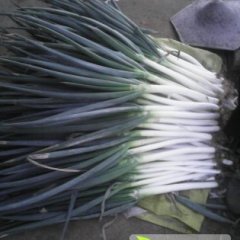 山东平度铁杆大葱：郭庄镇杜学民