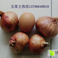 本地毛葱大量上市，品质相当好，无腐烂 ，颜色好