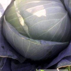 翁牛特旗奥奇娜甘蓝色泽纯正，口感好，适合出口