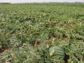 集贤西瓜品质极佳，颜色正，价格合理