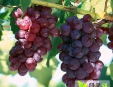 威县葡萄种植面积大，品种多，欢迎前来选购