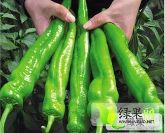 2014年河南夏邑巨无霸价格