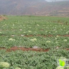 翁牛特旗地雷西瓜长势旺盛，甜度高，抗裂