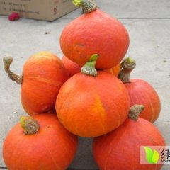 现有十万斤以上小红南瓜，量大质优，欢迎选购