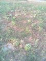 内蒙古秋季晚西瓜约800吨，个大，味甜，无污染