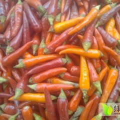 夏邑200多亩小米辣椒大量上市，质轻脆