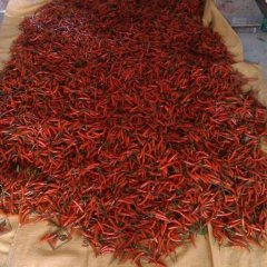 大量供应艳红，红宝朝天椒，物美价廉
