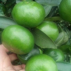广西温州密柑9月可大量上市，果甜无渣，皮薄肉厚