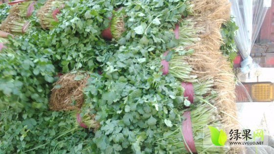 大叶香菜价格