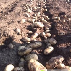 2014围场土豆走过路过不要错过