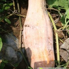 蔡甸南瓜瓜己全黄品质优，欢迎选购