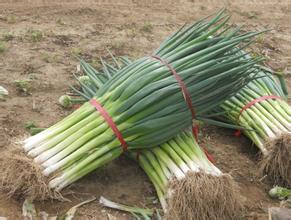 我市场的铁杆大葱已上市，葱白生长结实，捆扎