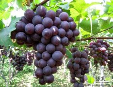本处生产优质葡萄，现已大量上市，颗粒饱满，色泽好