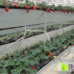 藁城草莓产销两旺,前西龚新宅诚信合作