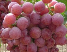 大荔葡萄已上市，颗粒大，耐运输，价格合理