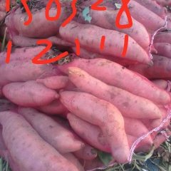 饶阳红薯上货量大,品质好，货源充足