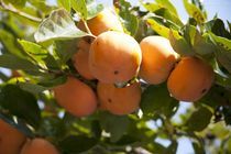 陕西7月黄柿子已经大量上市，价格50以上1.1元