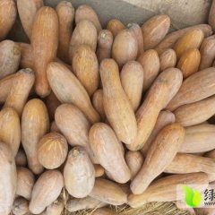 嘉鱼潘家周明辉8月新蔬密本南瓜