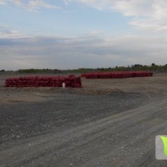 提供代收，贮存黄皮，红皮洋葱业务，欢迎洽谈