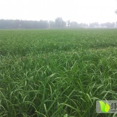 内乡韭菜8月下旬开始上市，欢迎订购