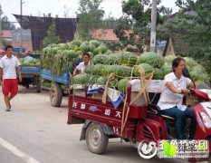 东明码头杨卫彪8月黑美人西瓜