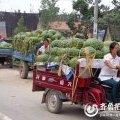 东明码头杨卫彪8月黑美人西瓜