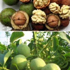 陕西西乡核桃天然无污染，肉质饱满，营养丰富