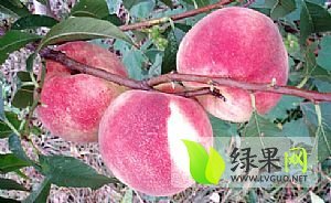 晚熟桃着色​好，糖度高，品质优，耐贮，商品性好