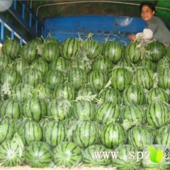 黑龙江双城地雷瓜西瓜营养丰富