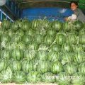 黑龙江双城地雷瓜西瓜营养丰富