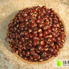 泰山板栗九月五号大量上市，欢迎前来订购