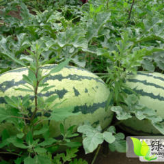 翁牛特旗桥头范金岳8月冠龙西瓜