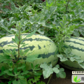 翁牛特旗桥头范金岳8月冠龙西瓜