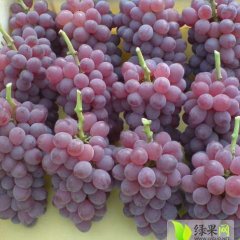 晋州市桃园姚云磊8月巨峰葡萄