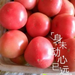 2014原阳西红柿俏销大江南北
