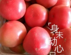 2014原阳西红柿俏销大江南北