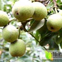 山西山青皮核桃