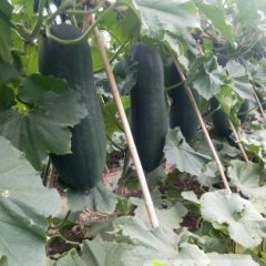 现有千亩黑皮冬瓜（吊瓜）上市