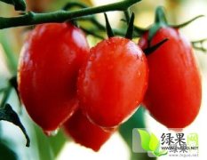 河北河北樱桃西红柿是名优特产