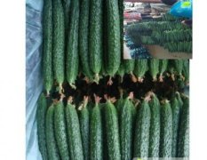山东莘县燕店镇孙庄嫁接油亮黄瓜