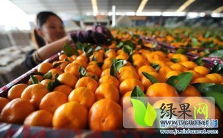 江西南丰李氏蜜桔专业合作社