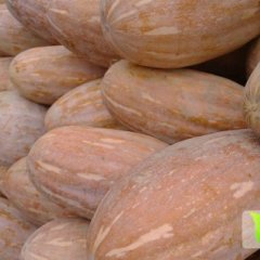 大批金韩密本南瓜需要的客户可以提前联系