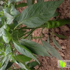 河南夏邑巨无霸辣椒名扬天下