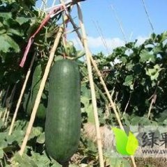 我处黑皮冬瓜已大量上市，质优价廉