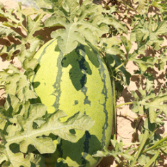 翁牛特旗桥头于占军8月西农8号西瓜