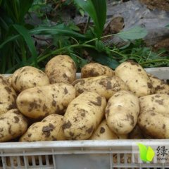 内蒙古赤峰荷兰十五土豆品质优良