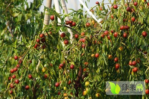 2014年陕西大荔冬枣价格