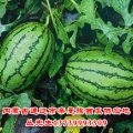 西瓜种植地直销  沙土地瓜，个大，香甜，口感好