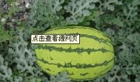 本地5万亩西瓜大量上市，个大形正，口感好